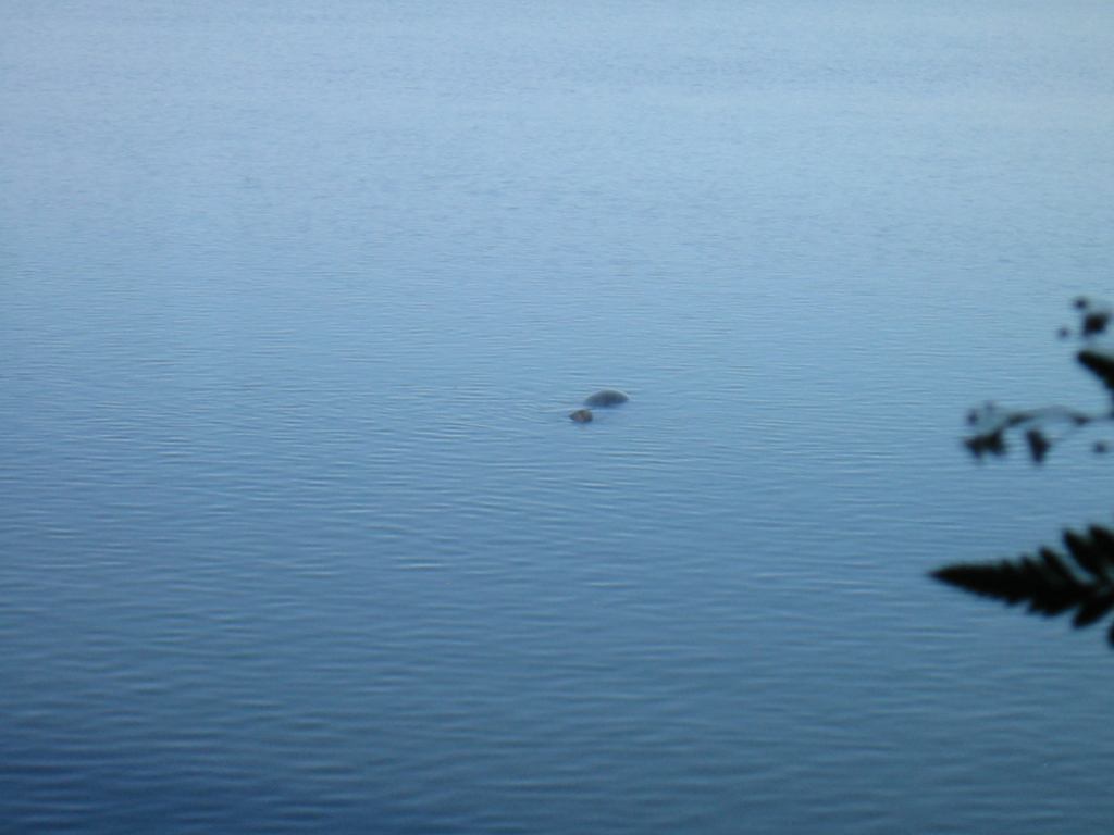 * Image 34
