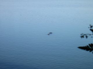 * Image 34