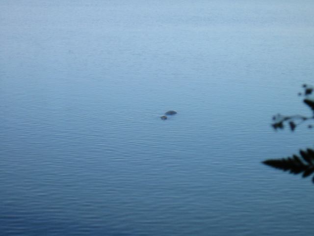 * Image 34
