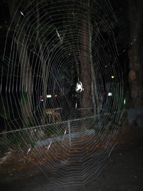 * Image 6