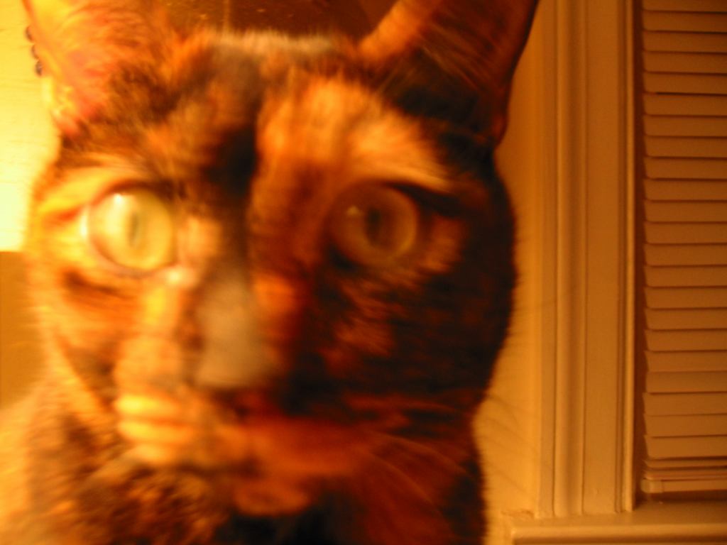 * Image 34
