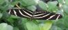 yet another butterfly.jpg - 2003:04:12 16:20:28