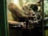 a turtle.jpg - 2003:04:12 14:46:47