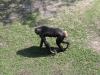 chimp ass.jpg - 2003:04:12 14:57:05