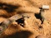 meerkat relaxing.jpg - 2003:04:12 15:37:21