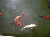 oi koi.jpg - 2003:04:12 15:05:12