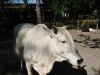 pseudo-farm animal.jpg - 2003:04:12 15:38:46