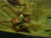 snakes in love.jpg - 2003:04:12 14:47:10