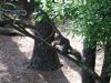 squirrel eating turtle food.jpg - 2003:04:12 15:42:12