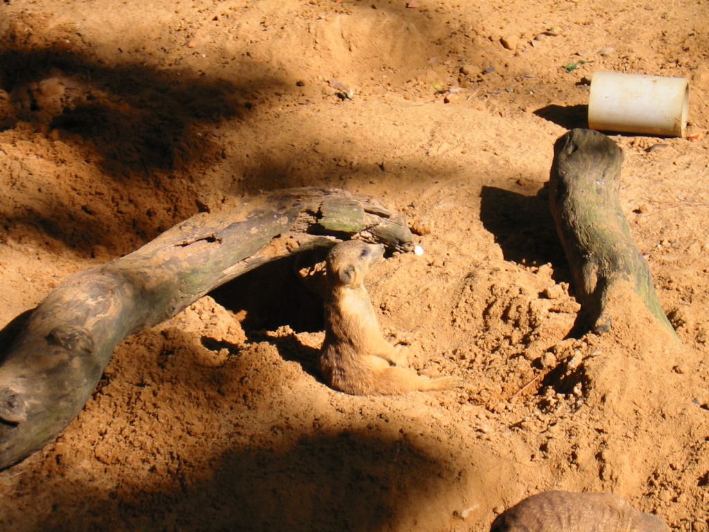 * Image 45