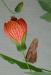 butterfly and flower.jpg - 2003:04:12 16:21:03