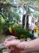 lorakeet in hand.jpg - 2003:04:12 16:01:38