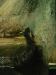 some florida water snake.jpg - 2003:04:12 14:46:30