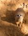 curious meerkat.jpg - 2003:04:12 15:36:31