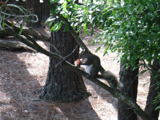 * Image 54