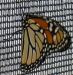 monarch butterfly.jpg - 2003:04:12 16:22:56