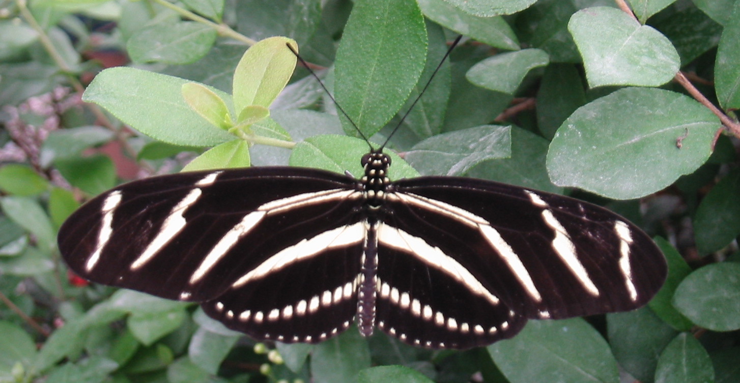 * Image 31