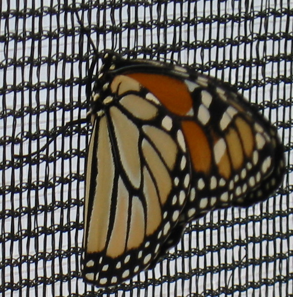 * Image 46
