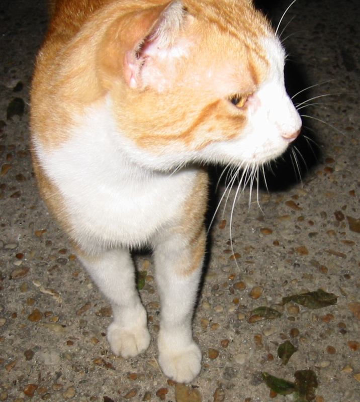 * Image 31