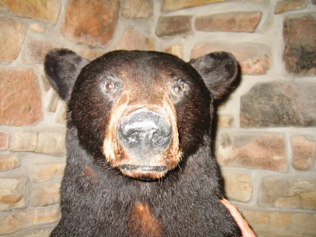 * Image 62