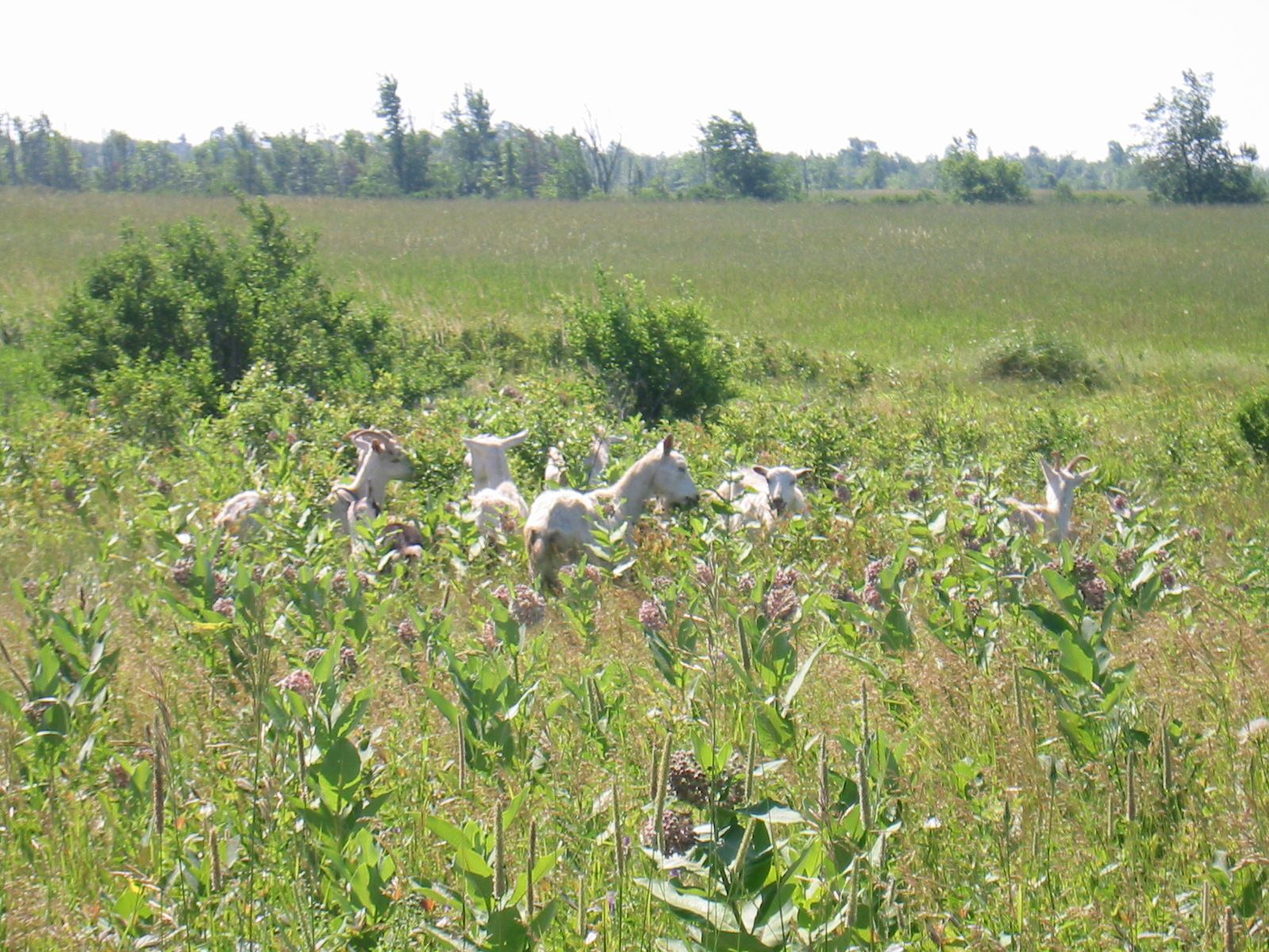 * Image 4