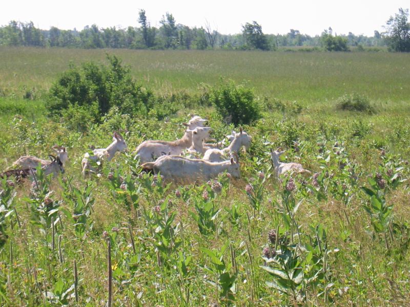 * Image 3