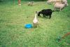 6424600-R1-042-19A.jpg - 