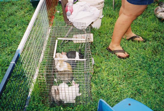 * Image 9