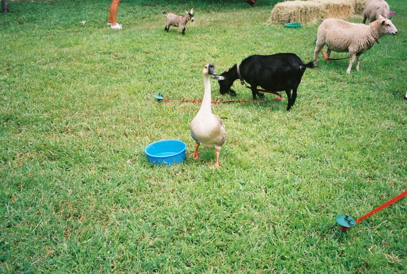 * Image 44